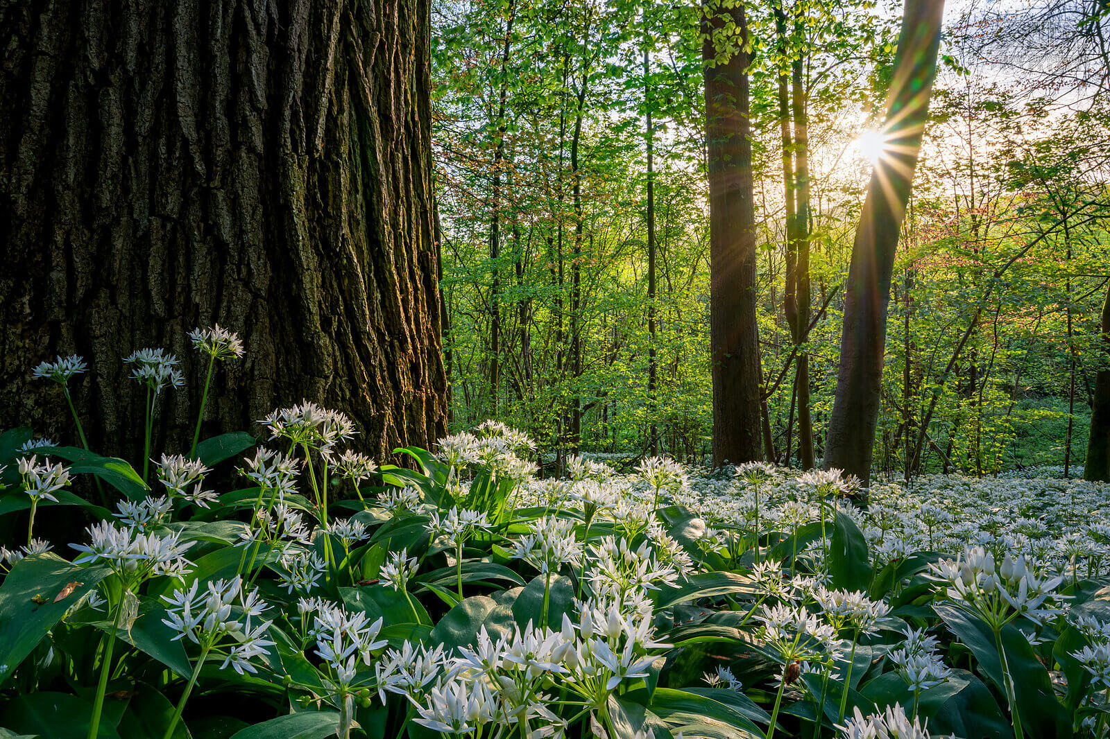 Spring bloomers - Wild garlic in Bois de Laurensart  Stefan Cruysberghs